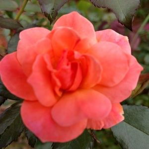 Meet your Posher, Irma